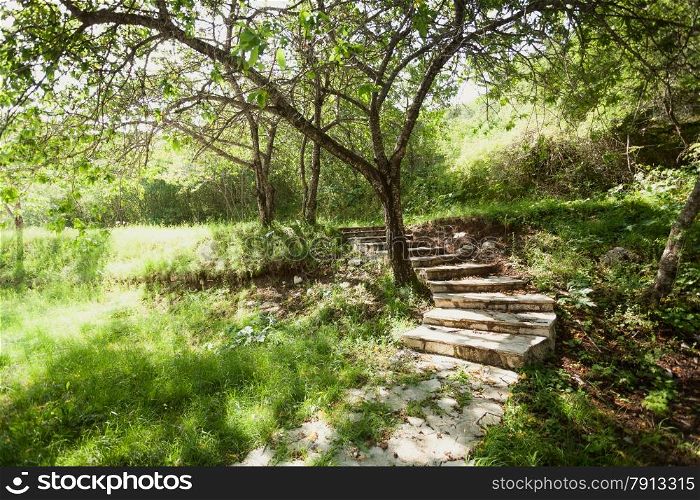 Toned photo of beautiful garden with trees and stone path