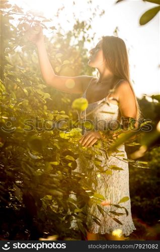 Toned photo of beautiful woman picking apples at garden