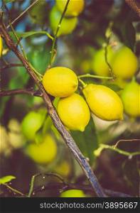 Toned photo of fresh ripe lemons growing on tree