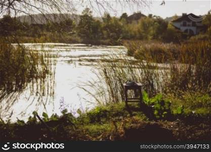 Toned photo of lake with growing high grass on shore