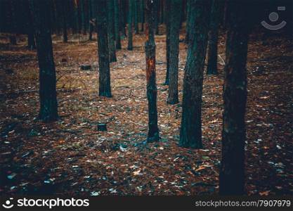 Toned photo of scary dark forest with burnt tree trunks