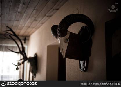 Toned photo of wall in hunters house decorated by animal skulls
