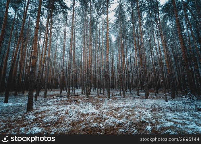 Toned shot of old winter forest at evening