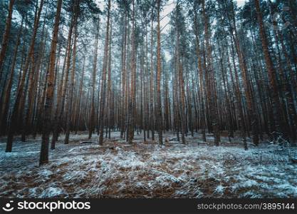 Toned shot of old winter forest at evening