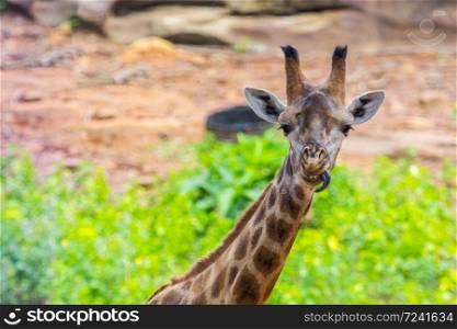 Tongue and Face of Masai giraffe peaks around bush