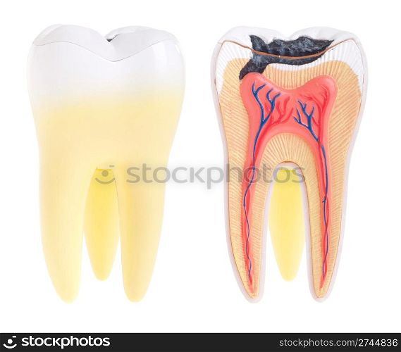 tooth anatomy (vital tooth, structure, bone, ligament) isolated on white background