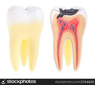 tooth anatomy (vital tooth, structure, bone, ligament) isolated on white background