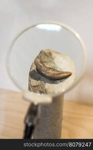 Tooth of an ancient beast in museum.