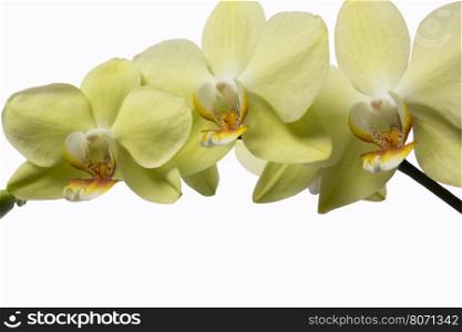 top down of blooming twig beautiful yellow with bud orchid phalaenopsis is isolated on white background closeup