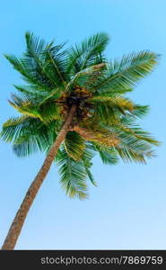 top of a coconut tree against the sky
