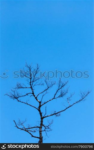 Top of bare leafless tree reaching into clear blue sky.