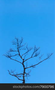 Top of bare leafless tree reaching into clear blue sky.