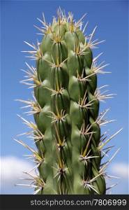 Top of big cactus in Cochabamba, Bolivia