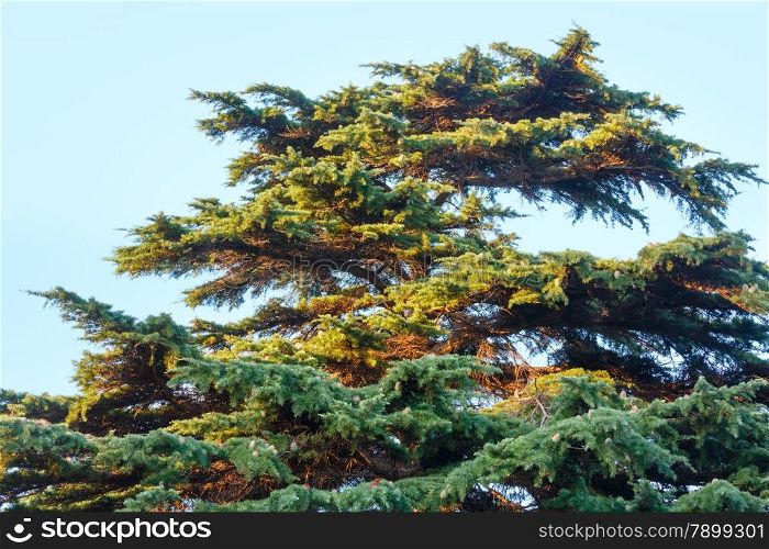 Top of big evergreen pine tree on sky background