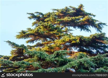 Top of big evergreen pine tree on sky background