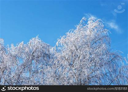 Top of birch trees covered with hoarfrost against the blue sky