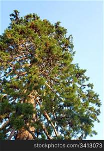 Top of old majestic sequoia tree (Sequoiadendron giganteum).