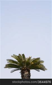 Top of Palm Tree and Blue Sky