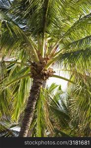Top of palm tree with fronds.