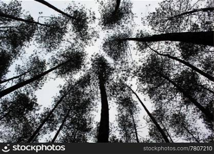 Top of pine trees and sky in the forest in Indonesia