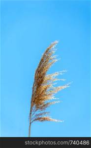 Top of single brown grass stalk in wind on clear blue.