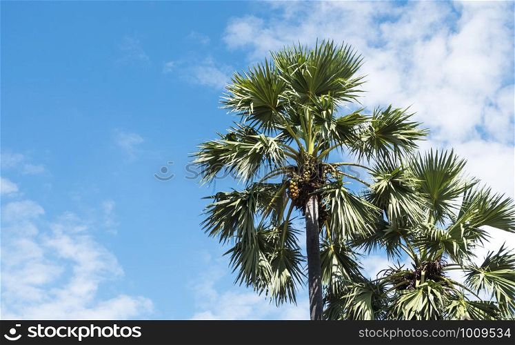 Top of the asian palmyra palm tree on blue sky background during the daylight hours, selective focus.
