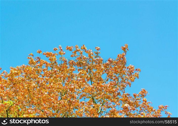 Top of the tree, leaves autumn-colored against a blue sky