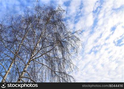 Top of winter birches against a blue sky with white clouds
