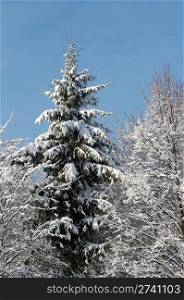 Top of winter snow covered fir tree in another trees twigs frame
