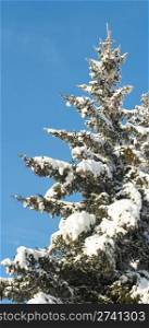 Top of winter snow covered fir tree with big number of cones on blue sky background.