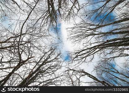 Top of winter trees with blue sky and clouds.