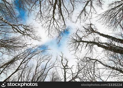 Top of winter trees with blue sky and clouds.