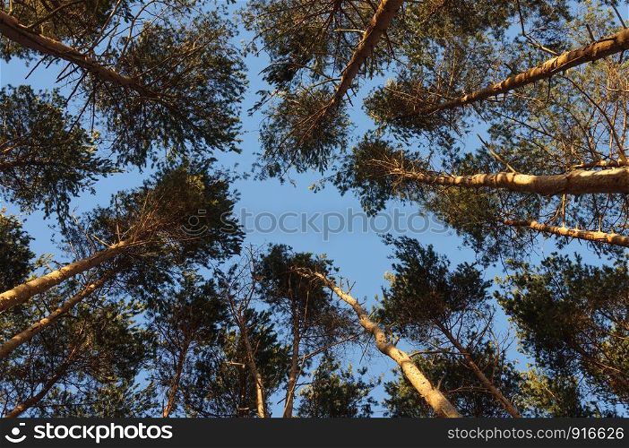 Top part of pine trees in sunny winter forest