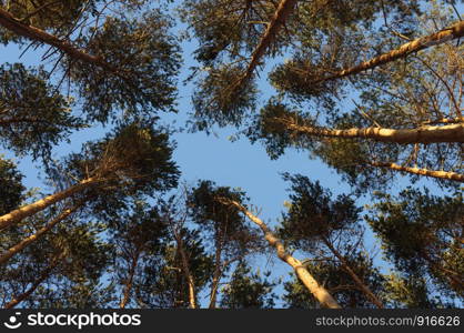 Top part of pine trees in sunny winter forest