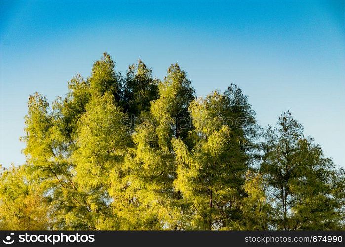 Top part of tree leaves with branches with sky view