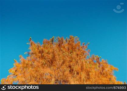 Top part of tree leaves with branches with sky view
