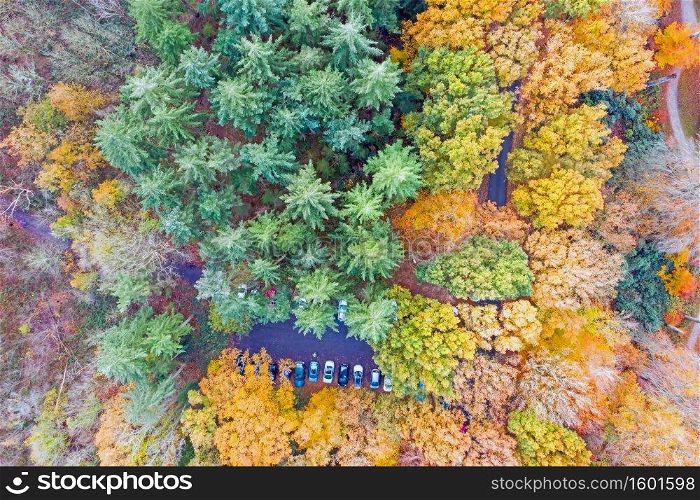 Top shot from a parking in the forest in the Netherlands in fall