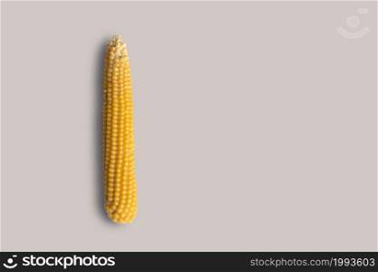 Top up up view fresh yellow corn isolated on grey background. suitable for your design project.