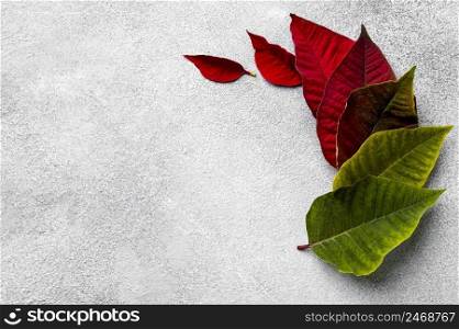 top view arrangement colorful leaves with copy space