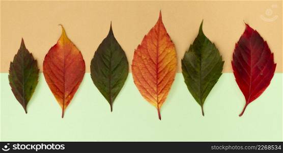 top view assortment colored autumn leaves