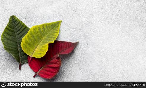 top view assortment colorful leaves with copy space 2