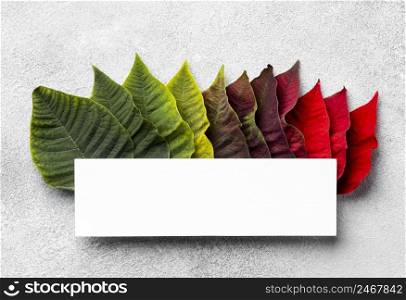 top view assortment colorful leaves with empty card 2