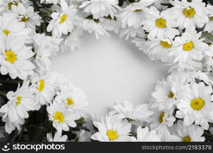 top view assortment daisies frame