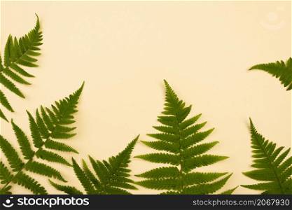 top view assortment fern leaves with copy space