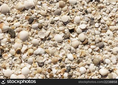 top view beach sand with seashells