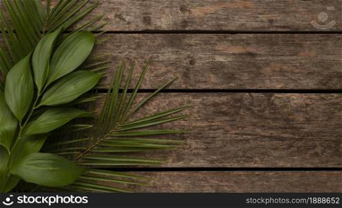 top view beautiful plant leaves with copy space. Resolution and high quality beautiful photo. top view beautiful plant leaves with copy space. High quality and resolution beautiful photo concept