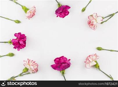 top view carnation flowers. High resolution photo. top view carnation flowers. High quality photo