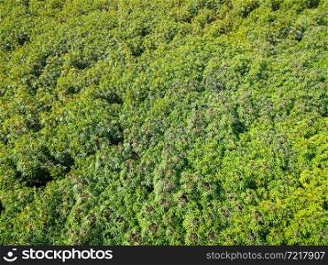 Top view cassava leaves from above of crops in green, Bird&rsquo;s eye view tropical tree plant, Aerial view of the cassava plantation green fields nature agricultural farm background