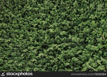 top view close up field clovers. High resolution photo. top view close up field clovers. High quality photo