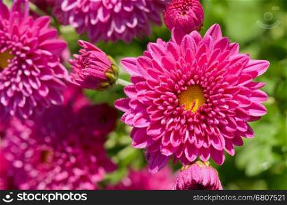 Top view close up fuchsia Chrysanthemum Morifolium flowers which is filled with morning dew.